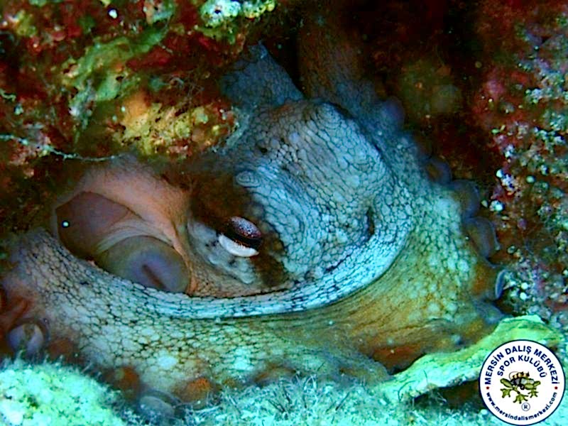 02-03 Haziran 2018 Fethiye Dalış Turu