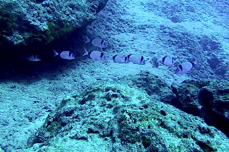 Eylül 2016 Kaş Kanyon Dalışı
