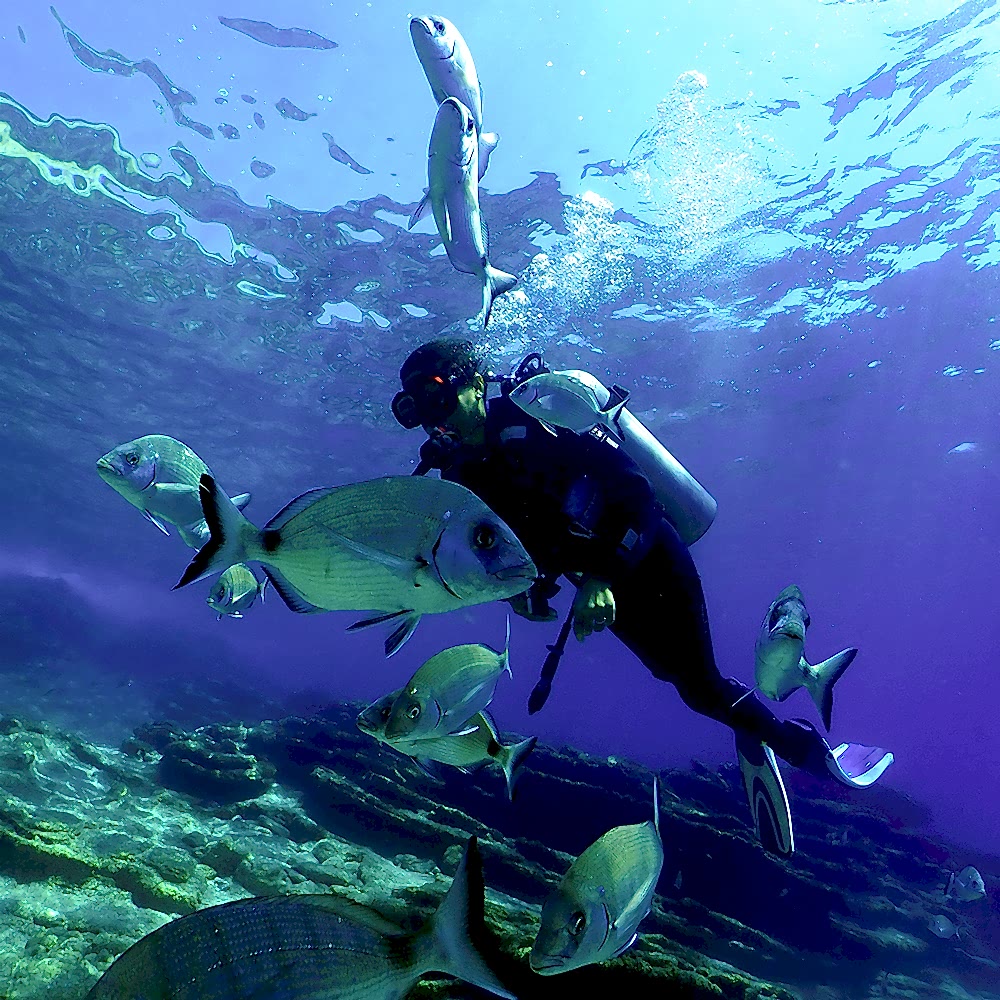 Dalışa Karar Vermek